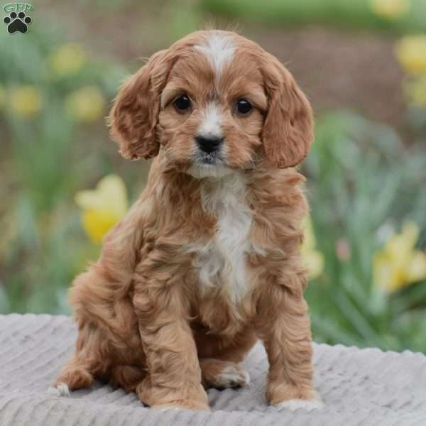 Joyce, Cavapoo Puppy